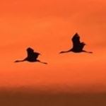 _04B8192 Grues cendrées au coucher
